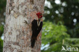 Crimson-crested Woodpecker (Campephilus melanoleucos)