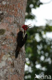 Crimson-crested Woodpecker (Campephilus melanoleucos)