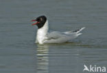 Zwartkopmeeuw (Larus melanocephalus)