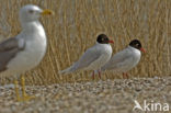 Zwartkopmeeuw (Larus melanocephalus)