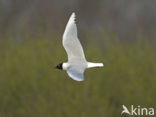 Zwartkopmeeuw (Larus melanocephalus)