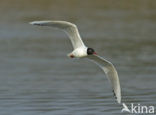 Zwartkopmeeuw (Larus melanocephalus)