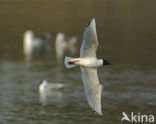 Zwartkopmeeuw (Larus melanocephalus)