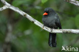 Black-fronted Nunbird (Monasa nigrifrons)