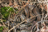 Adder (Vipera berus) 