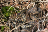 Adder (Vipera berus) 