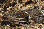 Adder (Vipera berus) 