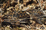 Adder (Vipera berus) 