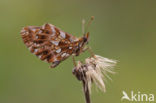 Violet Fritillary (Boloria dia)