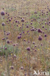 Allium sphaerocephalon