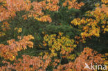 Red Oak (Quercus rubra)