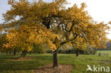 Apple (Malus domesticus)