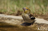 Appelvink (Coccothraustes spec.)