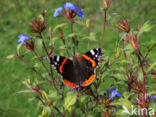 Red Admiral (Vanessa atalanta)