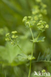 Pastoral Lady’s-mantle (Alchemilla monticola)
