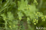 Pastoral Lady’s-mantle (Alchemilla monticola)