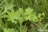Pastoral Lady’s-mantle (Alchemilla monticola)