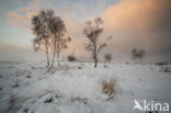 Birch (Betula)