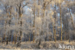 Birch (Betula)