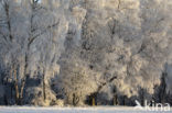 Birch (Betula)
