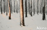 Beuk (Fagus spec.)