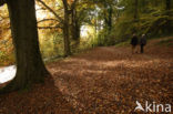 Beuk (Fagus sylvatica)