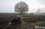 Beuk (Fagus spec.)