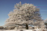 Beech (Fagus sylvatica)