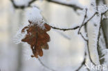 Beech (Fagus sylvatica)