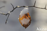 Beech (Fagus spec.)