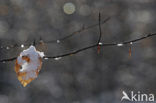 Beuk (Fagus spec.)