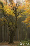 Beech (Fagus sylvatica)