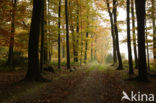 Beech (Fagus sylvatica)
