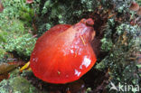 Beefsteak Fungus (Fistulina hepatica)