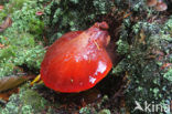 Biefstukzwam (Fistulina hepatica)