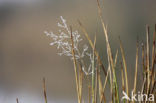 Bochtige smele (Deschampsia flexuosa)