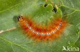 Bont schaapje (Acronicta aceris)