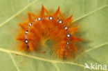 Bont schaapje (Acronicta aceris)