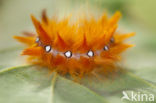 Bont schaapje (Acronicta aceris)