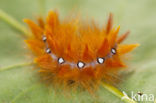 Bont schaapje (Acronicta aceris)