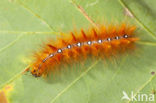 Bont schaapje (Acronicta aceris)