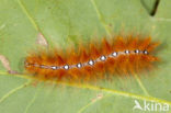 Bont schaapje (Acronicta aceris)