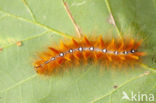 Bont schaapje (Acronicta aceris)