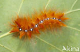 Bont schaapje (Acronicta aceris)