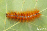 Bont schaapje (Acronicta aceris)