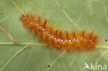 Bont schaapje (Acronicta aceris)