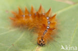 Bont schaapje (Acronicta aceris)