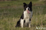 Border collie (Canis domesticus)