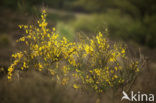 Brem (Cytisus scoparius)