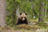 Bruine beer (Ursus arctos)